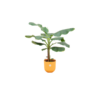Combi deal – Bananenplant (Musa) inclusief elho Jazz Round geel Ø23 – 120 cm Combi deal – Bananenplant (Musa) inclusief elho Jazz Round geel Ø23 – 120 cm