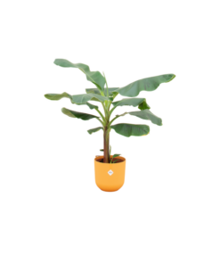 Combi deal – Bananenplant (Musa) inclusief elho Jazz Round geel Ø23 – 120 cm