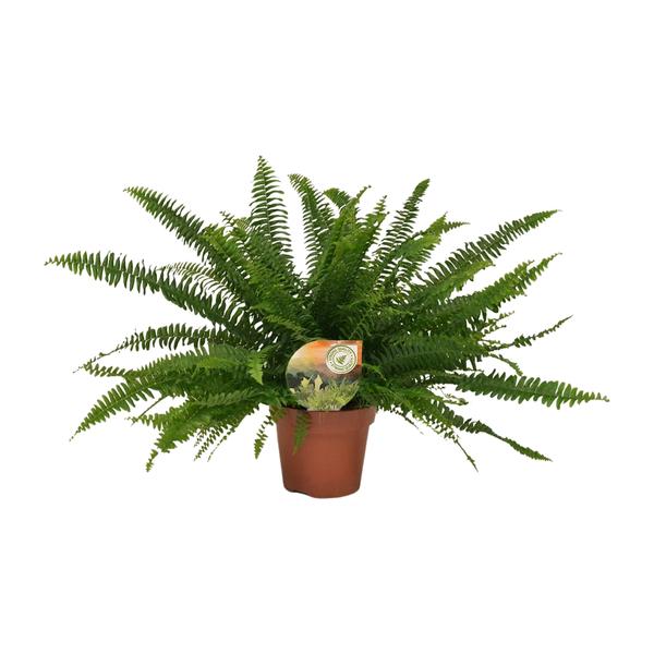 Nephrolepis Green Lady – Ø17cm – ↕40cm