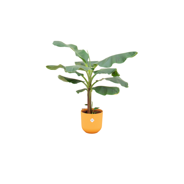 Combi deal – Bananenplant (Musa) inclusief elho Jazz Round geel Ø23 – 120 cm