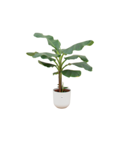 Combi deal – Bananenplant (Musa) inclusief elho Jazz Round wit Ø23 – 120 cm