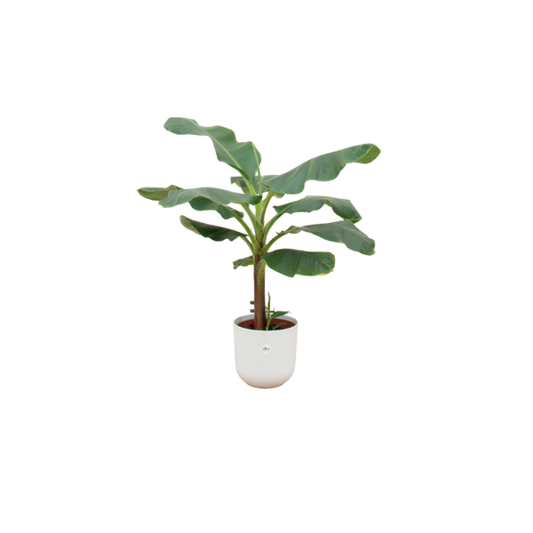 Combi deal – Bananenplant (Musa) inclusief elho Jazz Round wit Ø23 – 120 cm