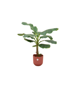 Combi deal – Bananenplant (Musa) inclusief elho Jazz Round rood Ø23 – 120 cm