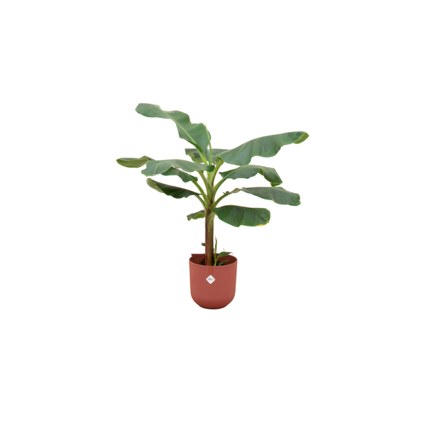 Combi deal – Bananenplant (Musa) inclusief elho Jazz Round rood Ø23 – 120 cm