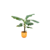 Combi deal – Bananenplant (Musa) inclusief elho Jazz Round geel Ø23 – 100 cm