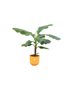 Combi deal – Bananenplant (Musa) inclusief elho Jazz Round geel Ø23 – 100 cm