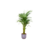 Combi deal – Areca palm inclusief elho Jazz Round lila Ø26 – 140 cm