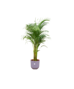 Combi deal – Areca palm inclusief elho Jazz Round lila Ø26 – 140 cm