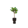 Combi deal – Ficus Lyrata boom inclusief elho Pure Coupe zwart Ø41 – 210 cm