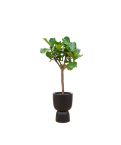 Combi deal – Ficus Lyrata boom inclusief elho Pure Coupe zwart Ø41 – 210 cm