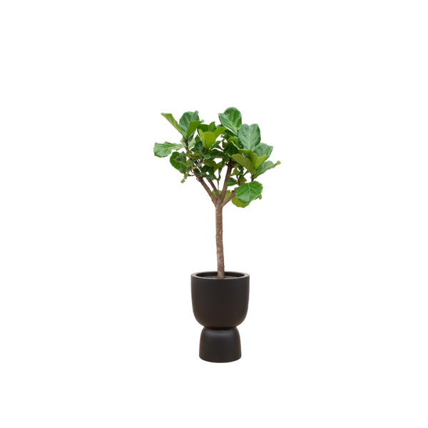 Combi deal – Ficus Lyrata boom inclusief elho Pure Coupe zwart Ø41 – 210 cm