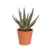 Hallo Zebrina Dannyz 10,5cm – in terracotta pot