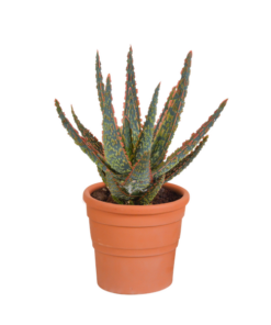 Hallo Zebrina Dannyz 10,5cm – in terracotta pot