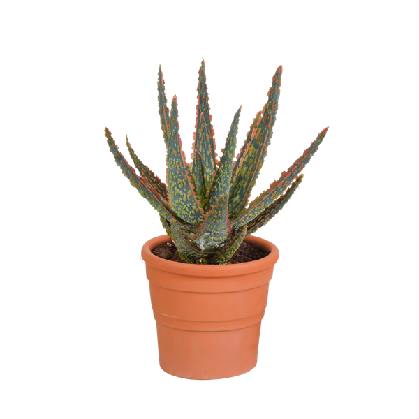 Hallo Zebrina Dannyz 10,5cm – in terracotta pot