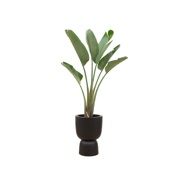 Combi deal – Strelitzia Augusta inclusief elho Pure Coupe zwart Ø41 – 210 cm