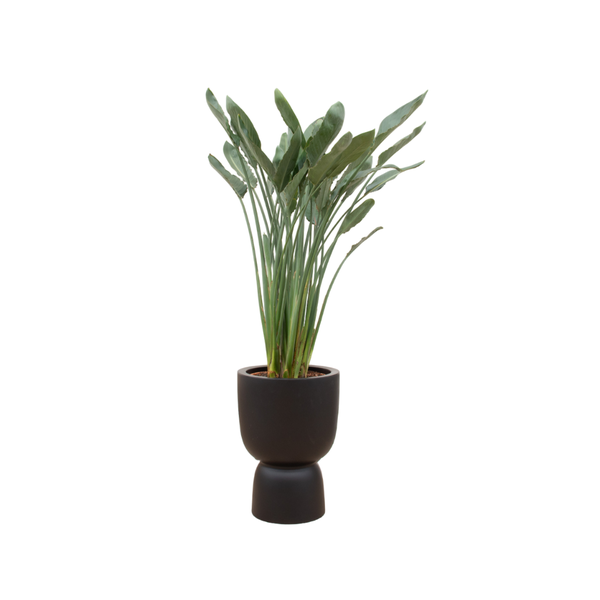 Combi deal – Strelitzia Reginae inclusief elho Pure Coupe zwart Ø41 – 190 cm