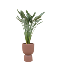 Combi deal – Strelitzia Reginae inclusief elho Pure Coupe bruin Ø41 – 190 cm