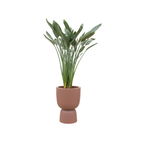 Combi deal – Strelitzia Reginae inclusief elho Pure Coupe bruin Ø41 – 190 cm