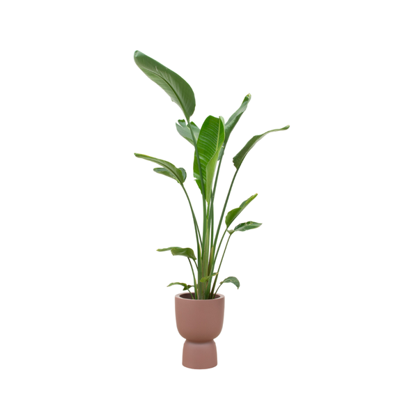 Combi deal – Strelitzia Augusta multi stam inclusief elho Pure Coupe bruin Ø35 – 210 cm