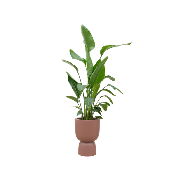 Combi deal – Strelitzia Nicolai inclusief elho Pure Coupe bruin Ø35 – 200 cm