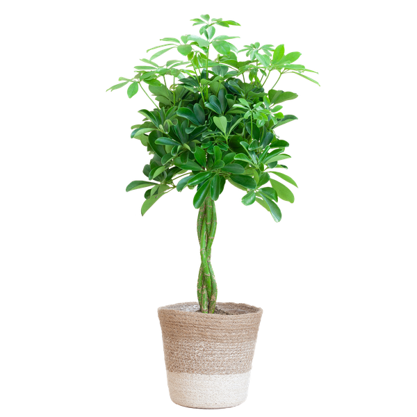 Schefflera Arab Nora mit Pflanzkorb Lissabon weiß – 80cm – Ø19