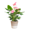 Anthurium Pink Explosion mit Lissabon Weidenkorb – ↨55 cm – Ø17 cm