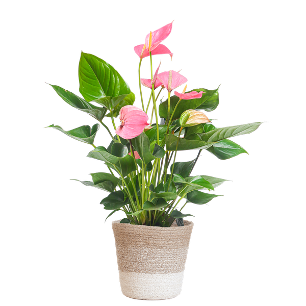 Anthurium Pink Explosion mit Lissabon Weidenkorb – ↨55 cm – Ø17 cm