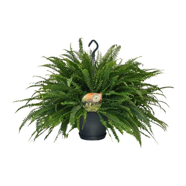 Nephrolepis Green Lady – Ø20cm – ↕60cm