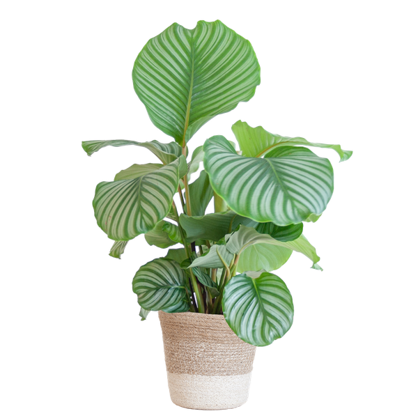 Calathea Orbifolia mit weißem Lissabon-Korb – ↕ 65 cm – Ø 19 cm