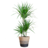 Dracaena Marginata mit Lissabon Schwarz Korb – 95cm – Ø21