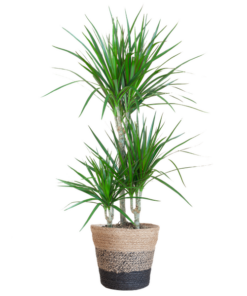 Dracaena Marginata mit Lissabon Schwarz Korb – 95cm – Ø21