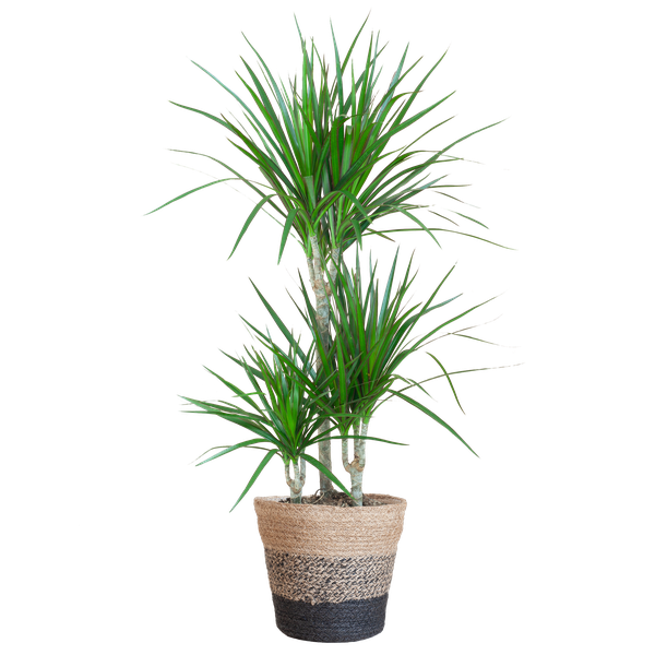 Dracaena Marginata mit Lissabon Schwarz Korb – 95cm – Ø21