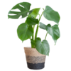 Monstera Deliciosa mit dem Lissabon-Schwarzkorb – 50cm – Ø17