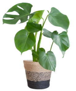 Monstera Deliciosa mit dem Lissabon-Schwarzkorb – 50cm – Ø17