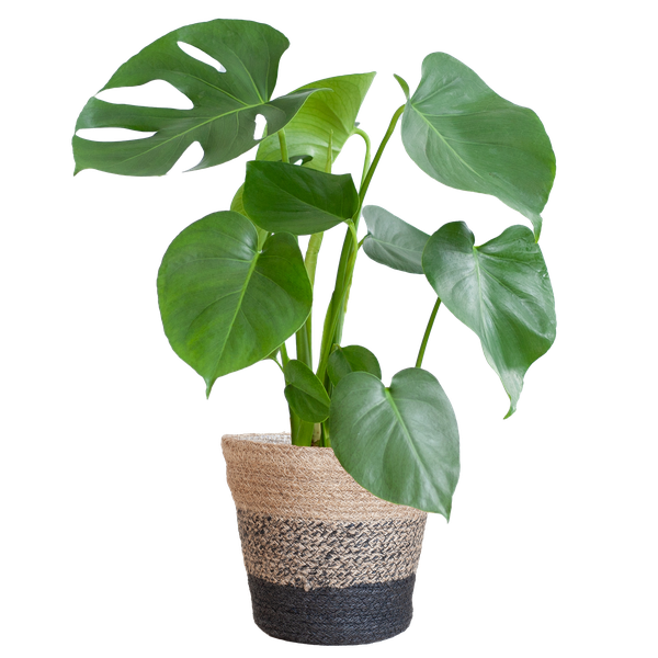 Monstera Deliciosa mit dem Lissabon-Schwarzkorb – 50cm – Ø17