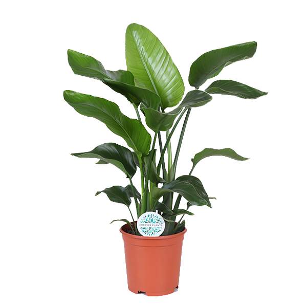 Strelitzia Nicolai – Ø21cm – ↕80cm