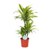 Dracaena Lemon Lime Ø21cm – ↕65cm