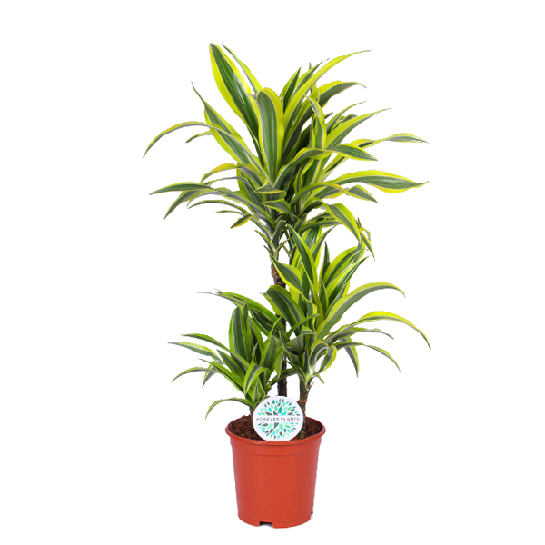 Dracaena Lemon Lime Ø21cm – ↕65cm