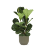 Ficus Lyrata – Ø24cm – ↕120cm in Boule OLIJF pot