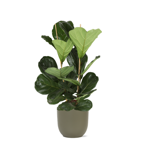 Ficus Lyrata – Ø24cm – ↕120cm in Boule OLIJF pot