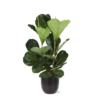 Ficus Lyrata – Ø24cm – ↕120cm in Boule ANTRACIET pot