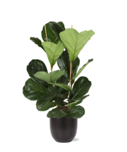 Ficus Lyrata – Ø24cm – ↕120cm in Boule ANTRACIET pot