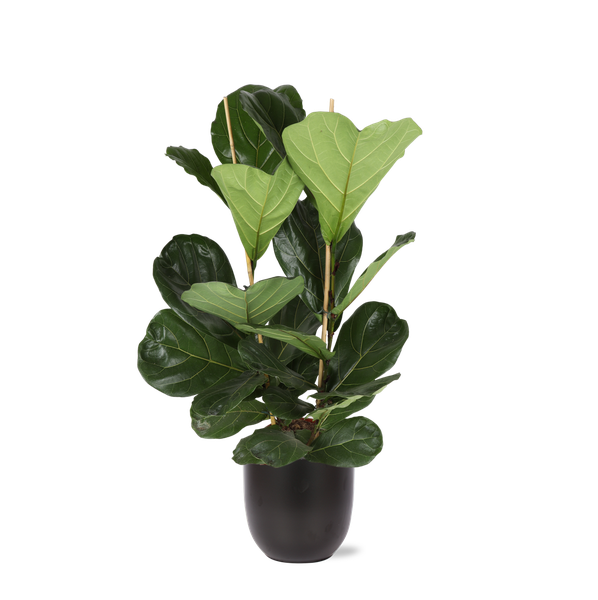 Ficus Lyrata – Ø24cm – ↕120cm in Boule ANTRACIET pot