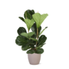 Ficus Lyrata – Ø24cm – ↕120cm in Boule TAUPE pot