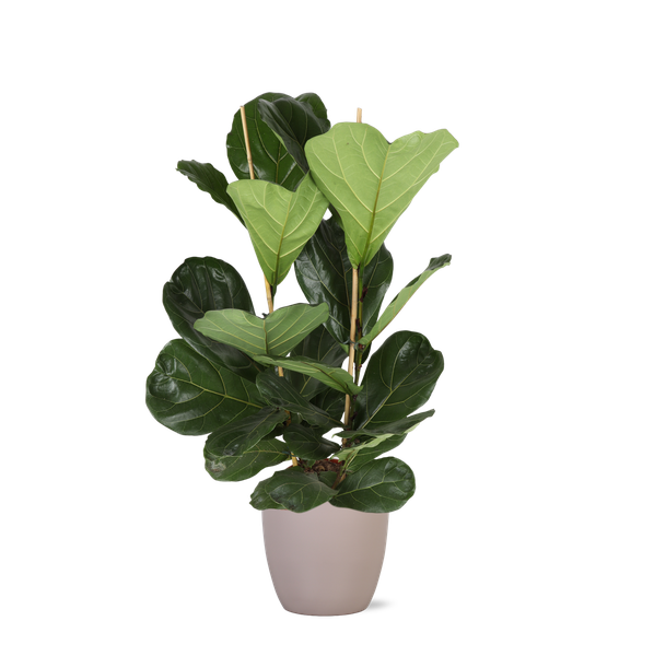 Ficus Lyrata – Ø24cm – ↕120cm in Boule TAUPE pot