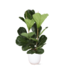 Ficus Lyrata – Ø24cm – ↕120cm in Boule WIT pot