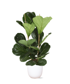 Ficus Lyrata – Ø24cm – ↕120cm in Boule WIT pot