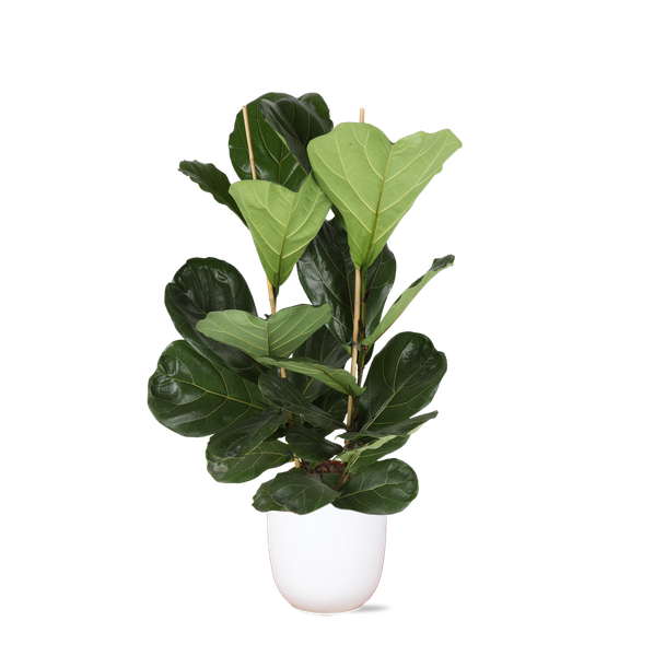 Ficus Lyrata – Ø24cm – ↕120cm in Boule WIT pot