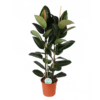 Ficus Elastica Robusta Ø24cm – ↕110cm