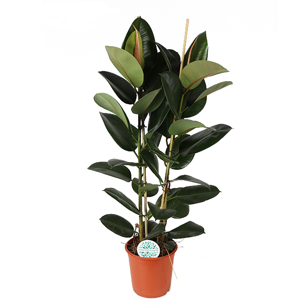 Ficus Elastica Robusta Ø24cm – ↕110cm